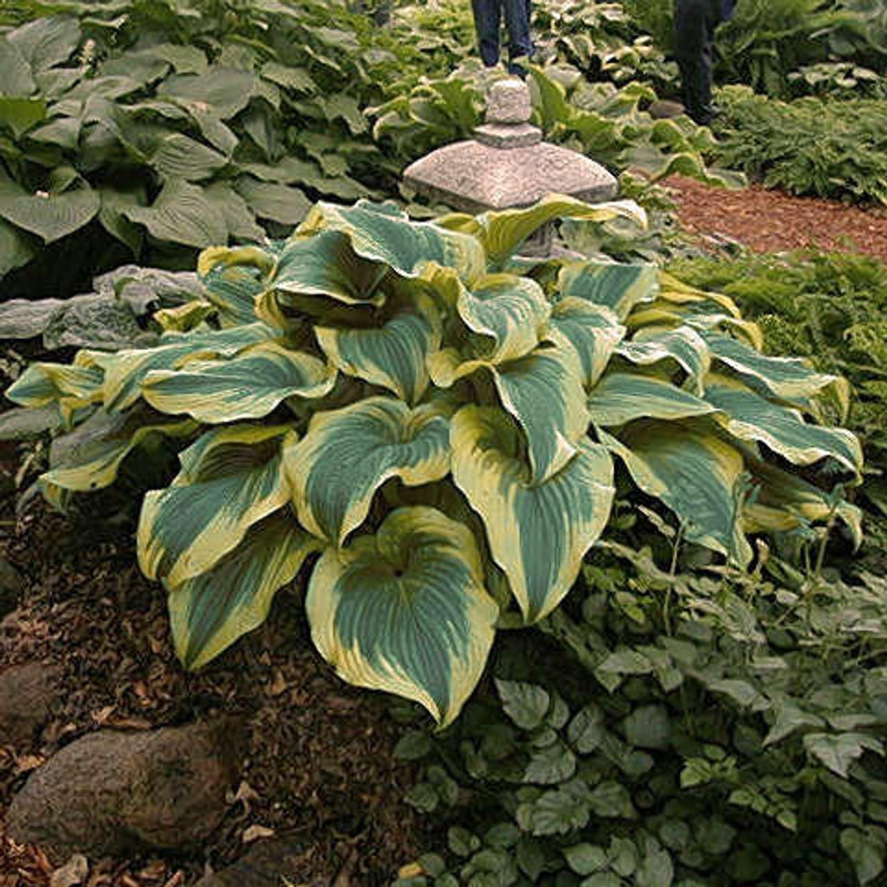 Hosta Fortunei Aureomarginata - View 5 from www redcrocus com