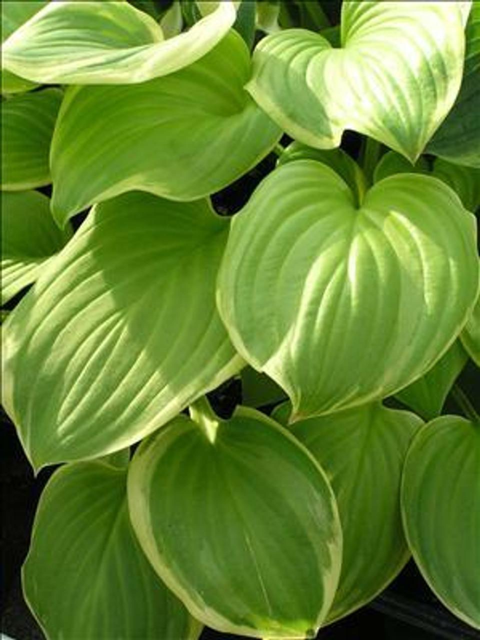 Hosta X Fragrant Bouquet - View 10 from www redcrocus com