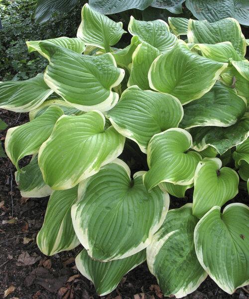 Hosta X Fragrant Bouquet - View 11 from www redcrocus com