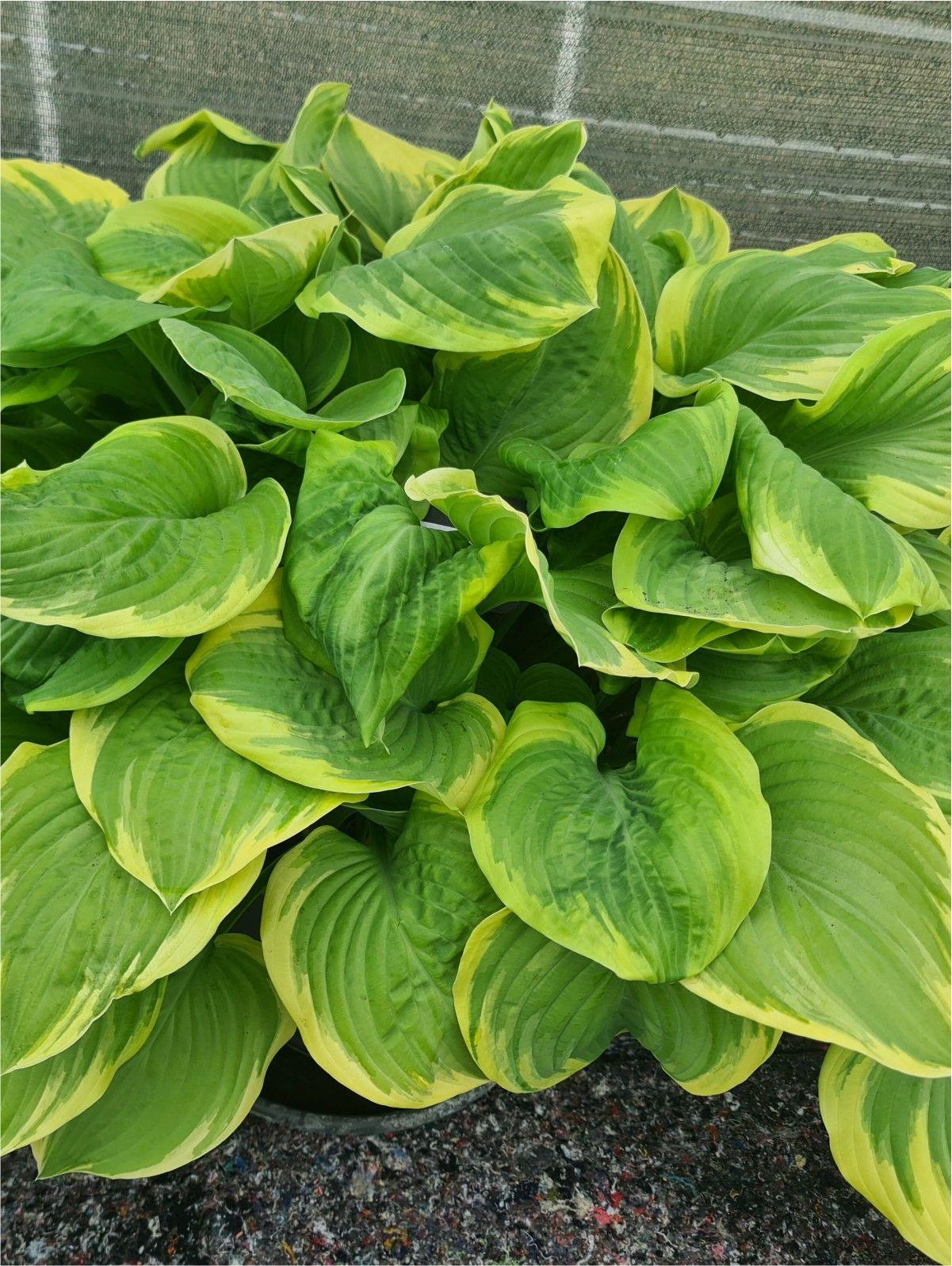Hosta X Fragrant Bouquet - View 12 from www redcrocus com