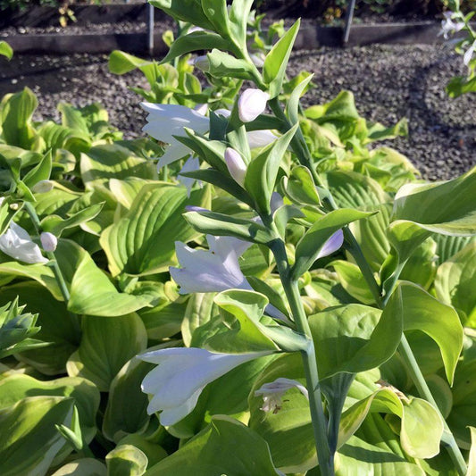 Hosta X Fragrant Bouquet - View 13 from www redcrocus com