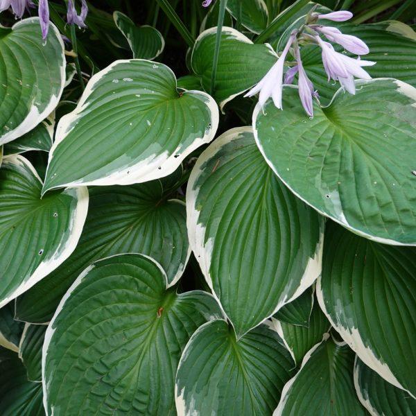 Hosta X Fragrant Bouquet - View 14 from www redcrocus com