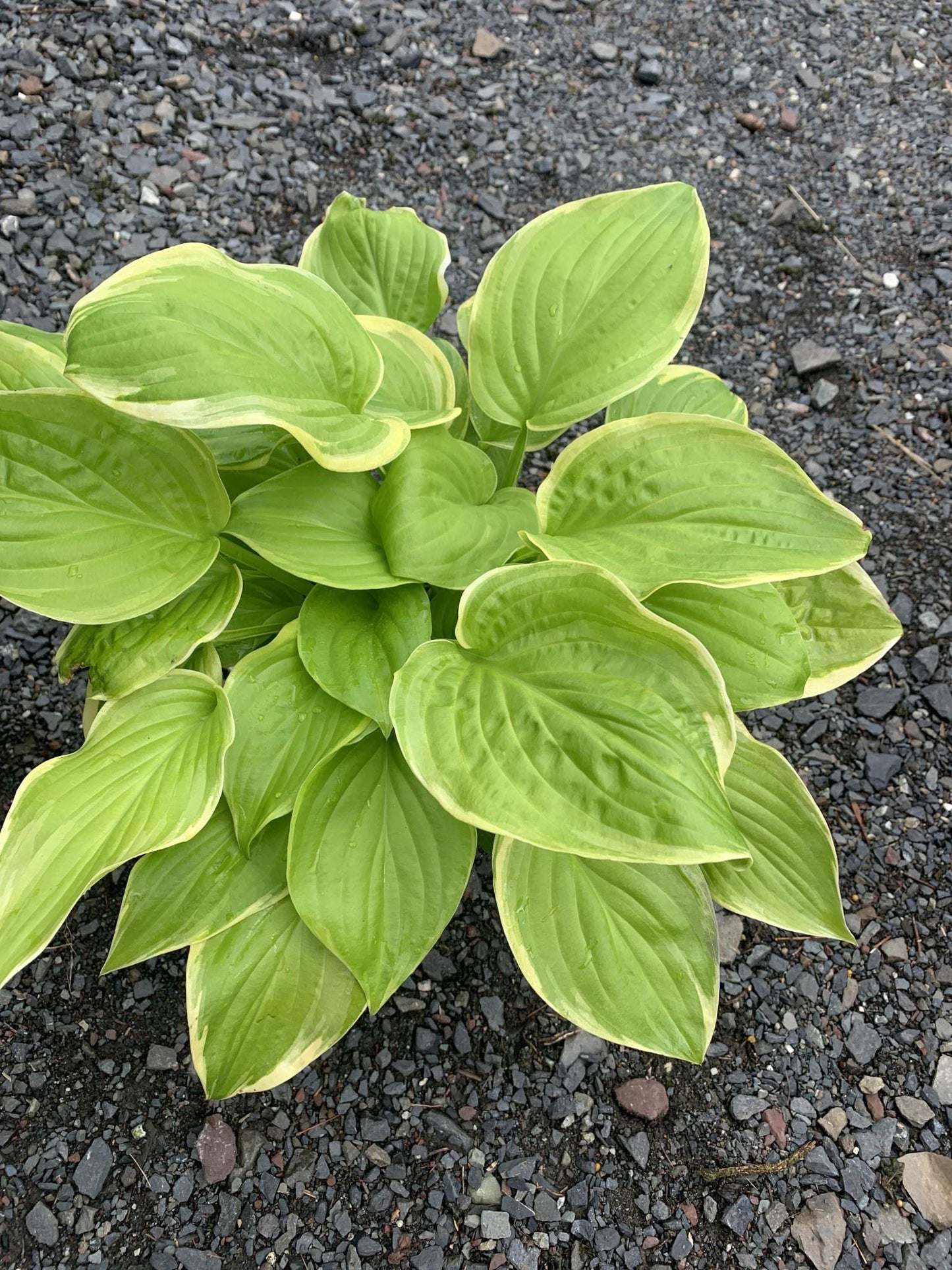 Hosta X Fragrant Bouquet - View 17 from www redcrocus com