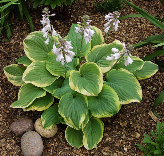 Hosta X Fragrant Bouquet - View 1 from www redcrocus com