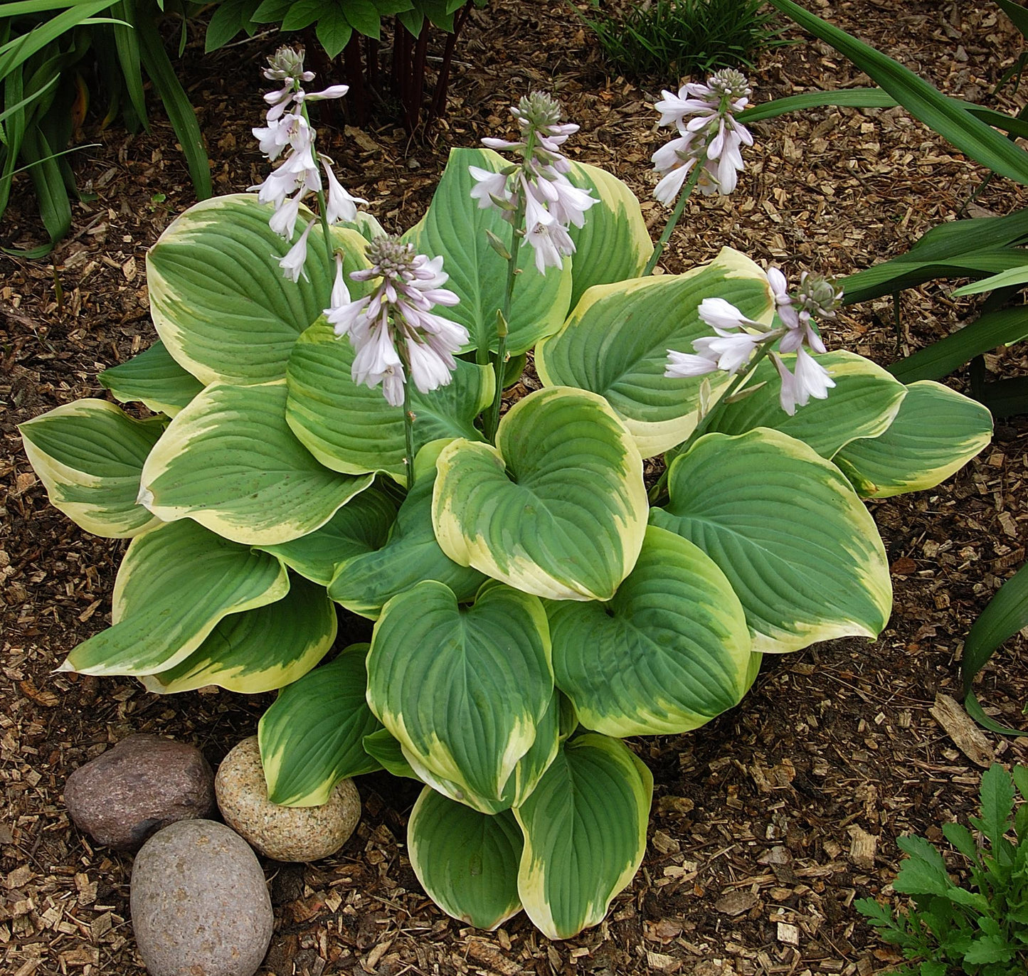 Hosta X Fragrant Bouquet - View 1 from www redcrocus com