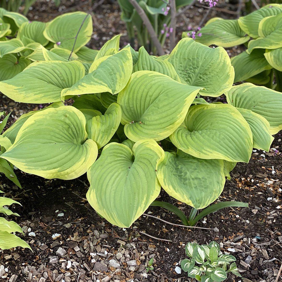 Hosta X Fragrant Bouquet - View 2 from www redcrocus com