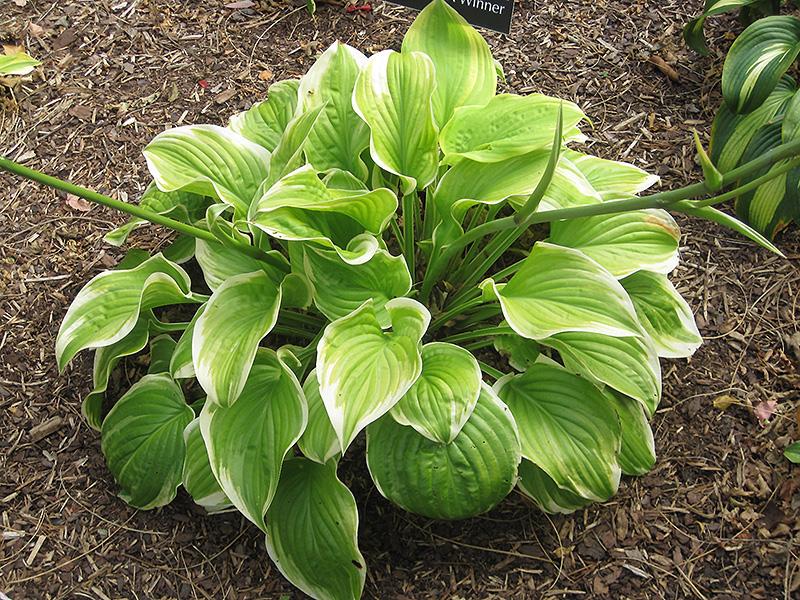 Hosta X Fragrant Bouquet - View 3 from www redcrocus com