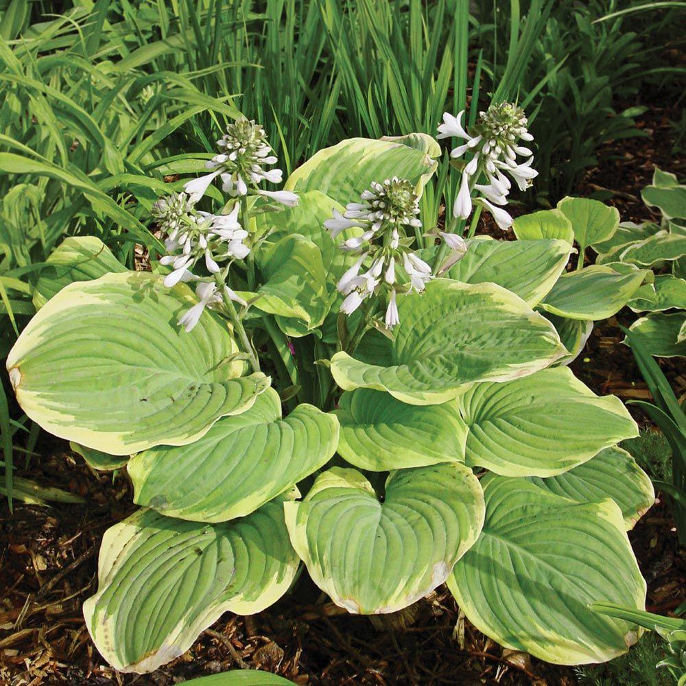 Hosta X Fragrant Bouquet - View 4 from www redcrocus com