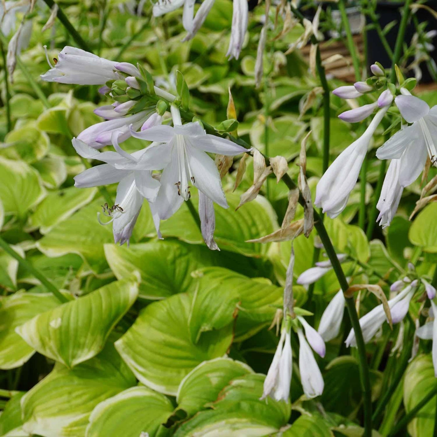 Hosta X Fragrant Bouquet - View 8 from www redcrocus com