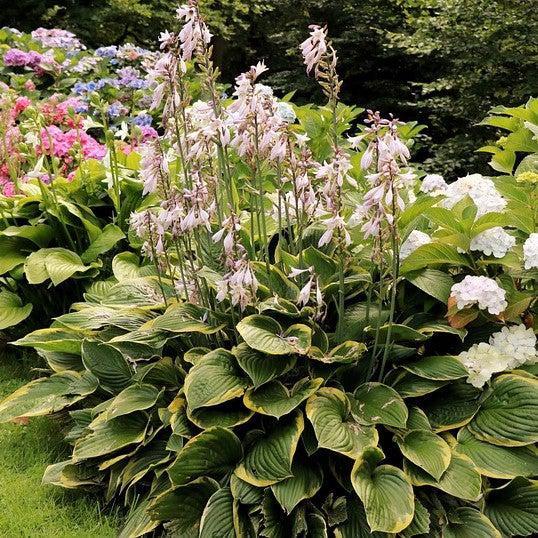Hosta X 'earth Angel' - View 14 from www redcrocus com