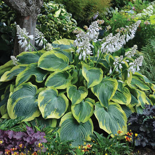 Hosta X 'earth Angel' - View 1 from www redcrocus com
