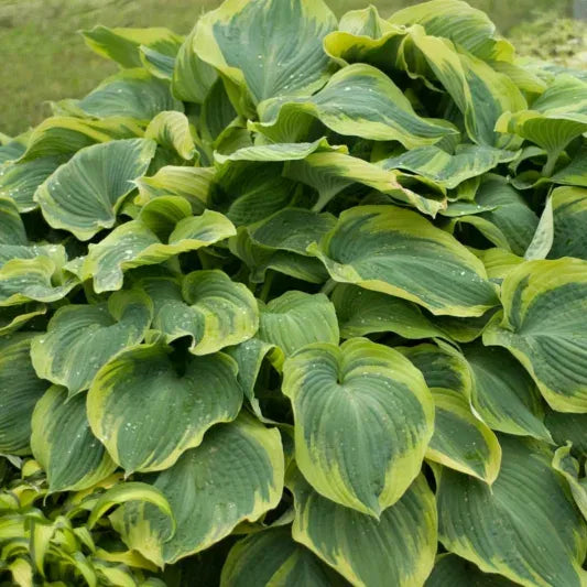 Hosta X 'earth Angel' - View 4 from www redcrocus com