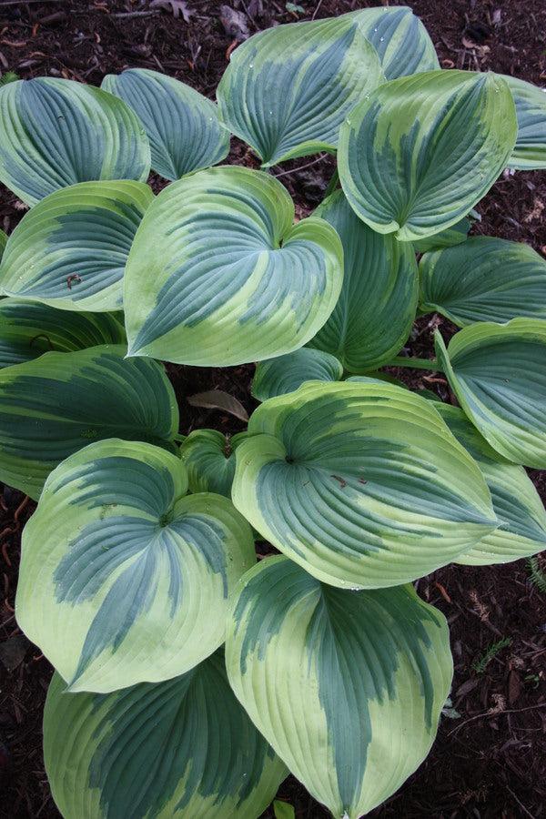 Hosta X 'earth Angel' - View 4 from www redcrocus com