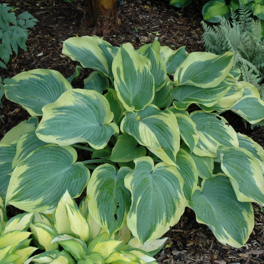 Hosta X 'earth Angel' - View 5 from www redcrocus com