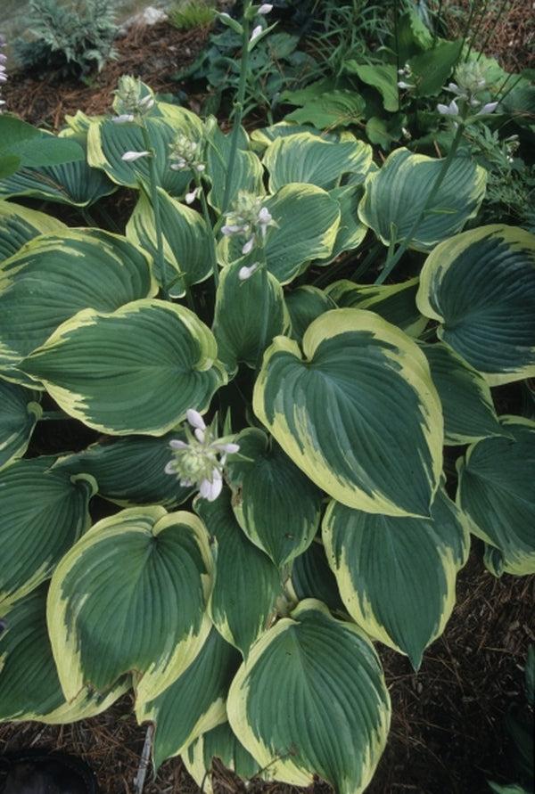 Hosta X 'earth Angel' - View 6 from www redcrocus com