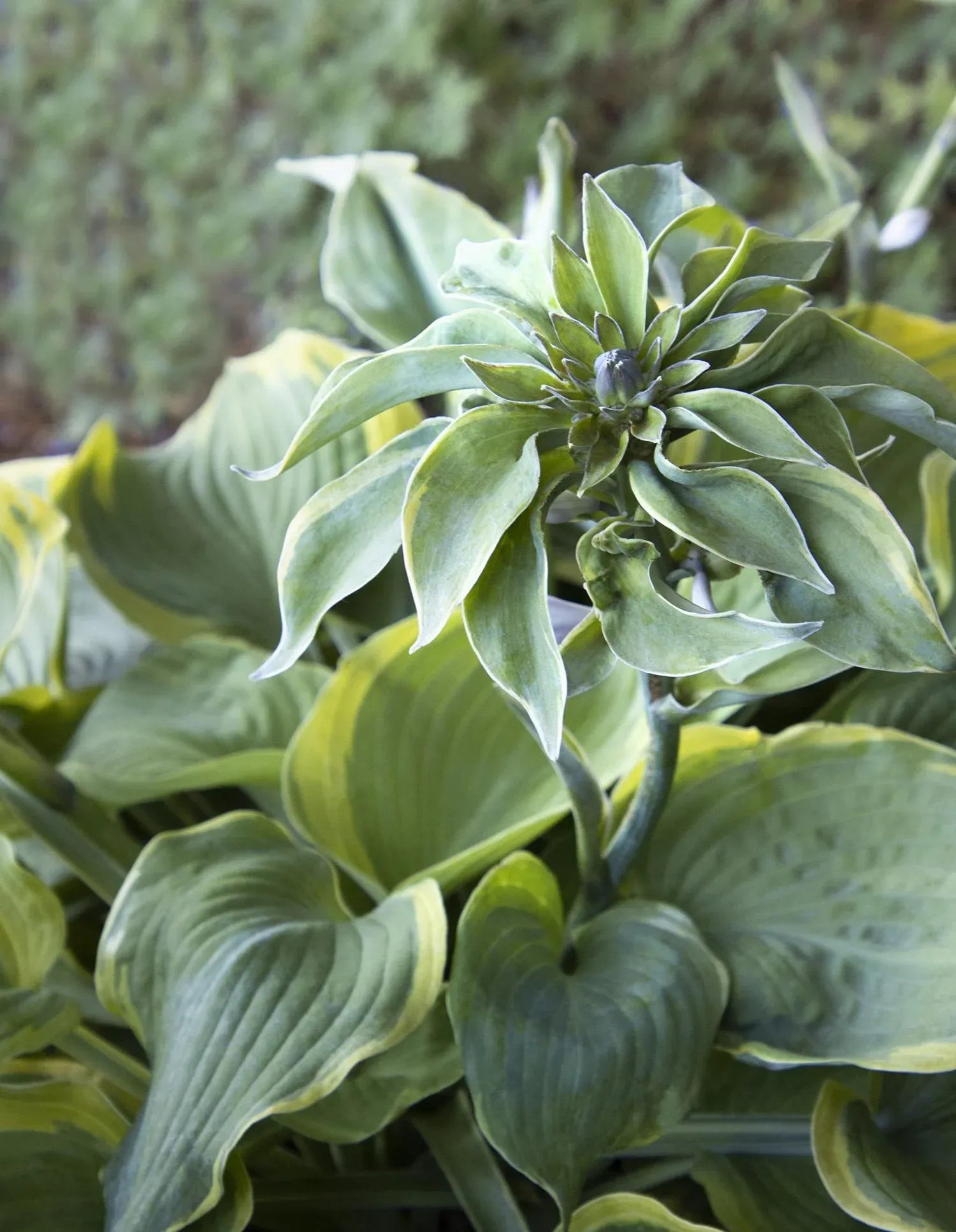 Hosta X 'earth Angel' - View 7 from www redcrocus com