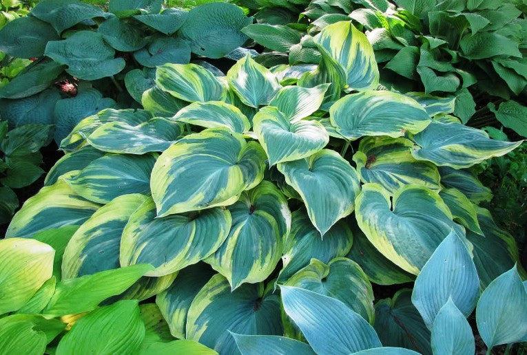 Hosta X 'earth Angel' - View 7 from www redcrocus com
