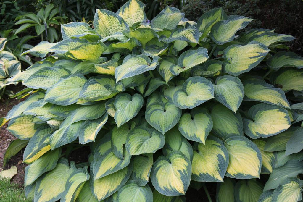 Hosta Sieboldiana X Paul S Glory - View 17 from www redcrocus com