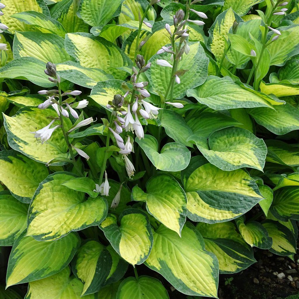 Hosta Sieboldiana X Paul S Glory - View 18 from www redcrocus com