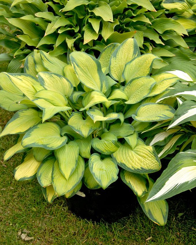 Hosta Sieboldiana X Paul S Glory - View 2 from www redcrocus com