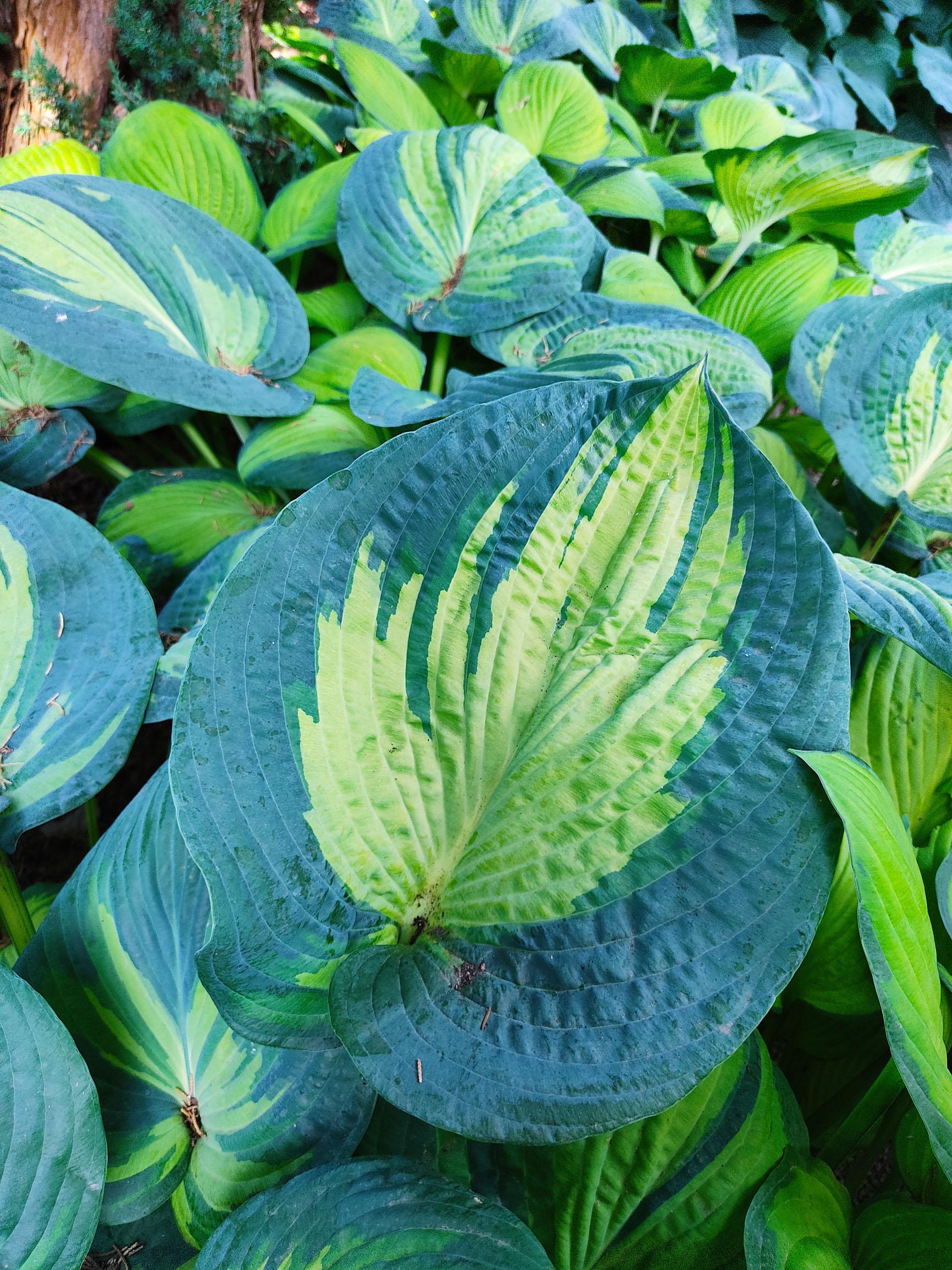 Hosta Sieboldiana X Paul S Glory - View 3 from www redcrocus com