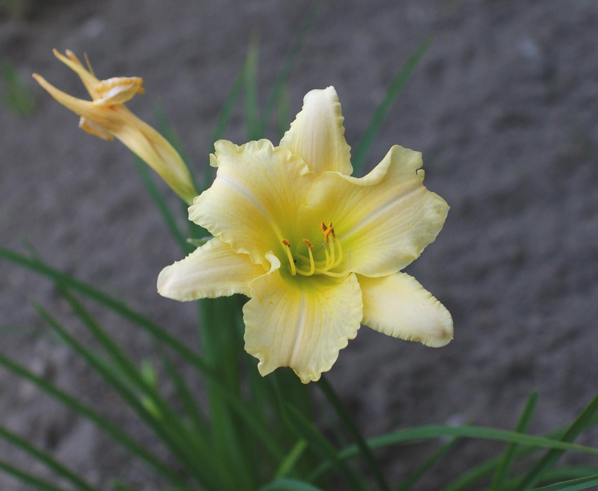 Hemerocallis X Big Time Happy - View 10 from www redcrocus com
