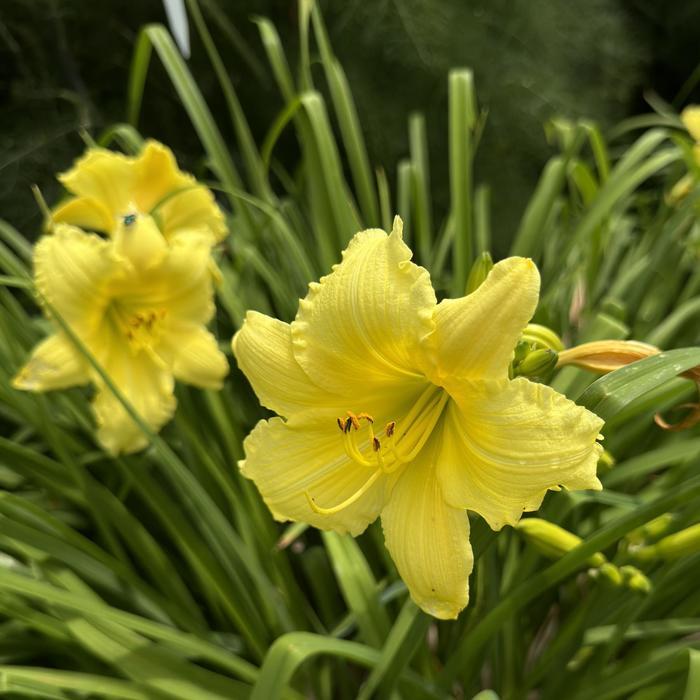 Hemerocallis X Big Time Happy - View 11 from www redcrocus com