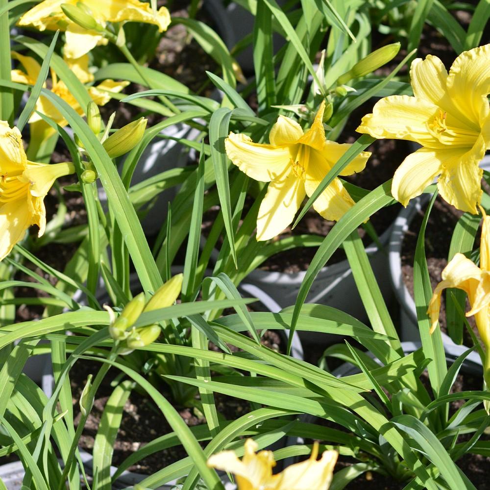 Hemerocallis X Big Time Happy - View 16 from www redcrocus com