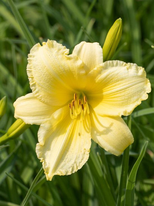 Hemerocallis X Big Time Happy - View 1 from www redcrocus com