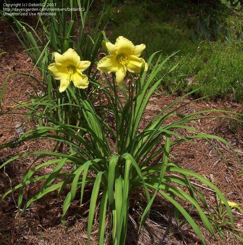 Hemerocallis X Big Time Happy - View 3 from www redcrocus com