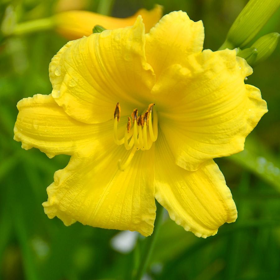 Hemerocallis X Big Time Happy - View 5 from www redcrocus com