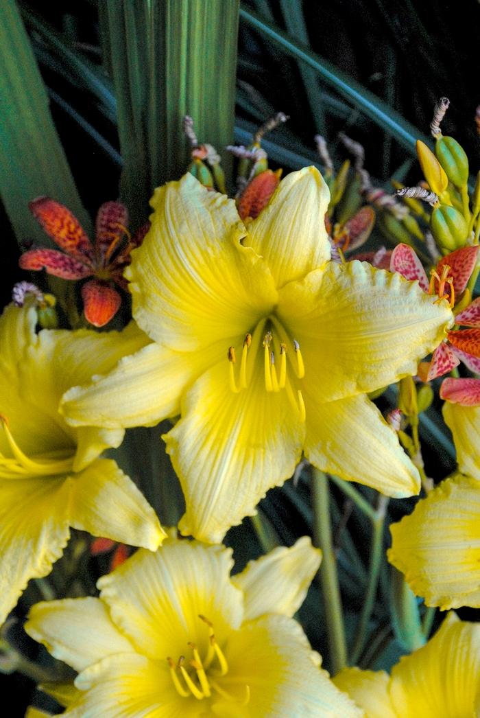 Hemerocallis X Big Time Happy - View 6 from www redcrocus com