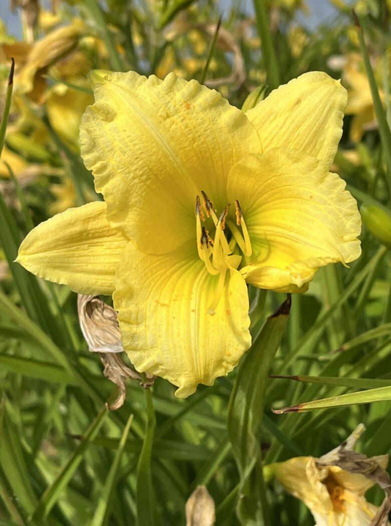 Hemerocallis X Big Time Happy - View 7 from www redcrocus com