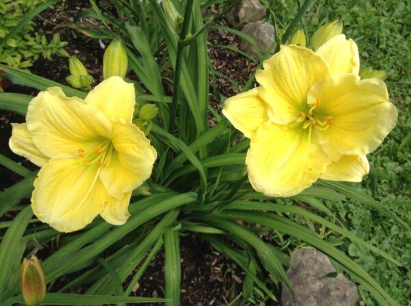 Hemerocallis X Big Time Happy - View 9 from www redcrocus com