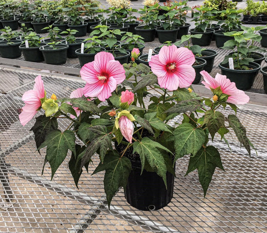 Hibiscus Moscheutos Moonshadow Rosita - View 1 from www redcrocus com
