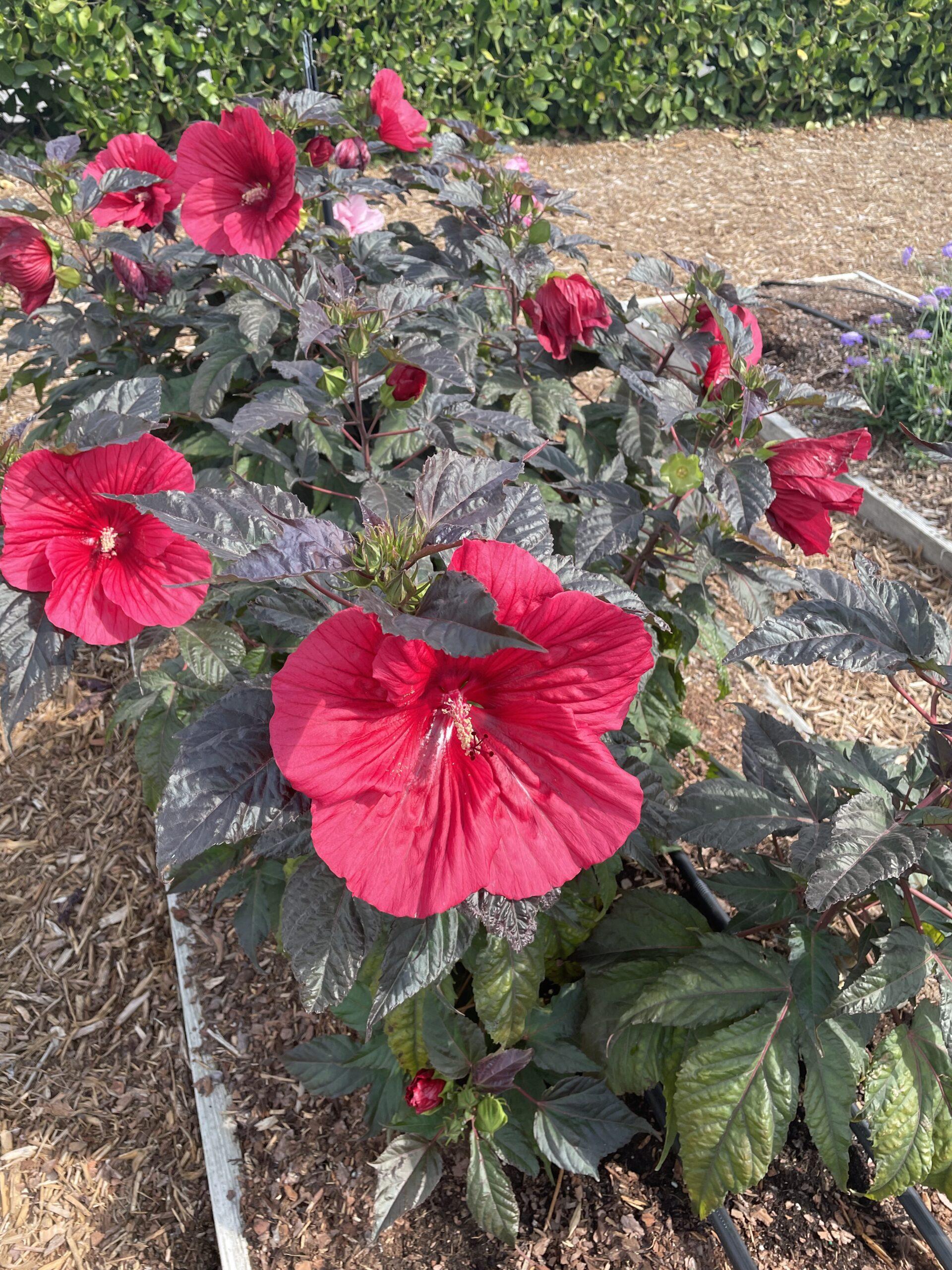 Hibiscus Moscheutos Moonshadow Rosita - View 6 from www redcrocus com