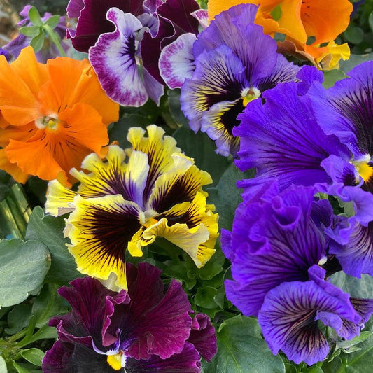 Pansy Frizzle Sizzle Mix - View 1 from www redcrocus com