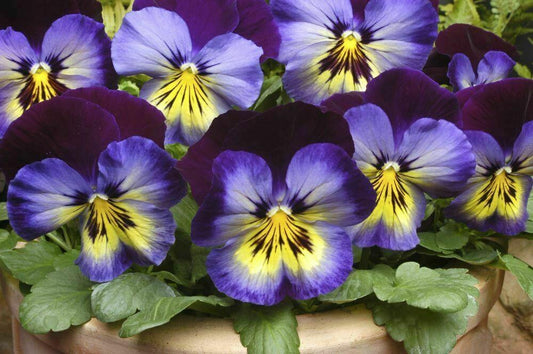 Pansy Spring Matrix Midnight Glow - View 1 from www redcrocus com