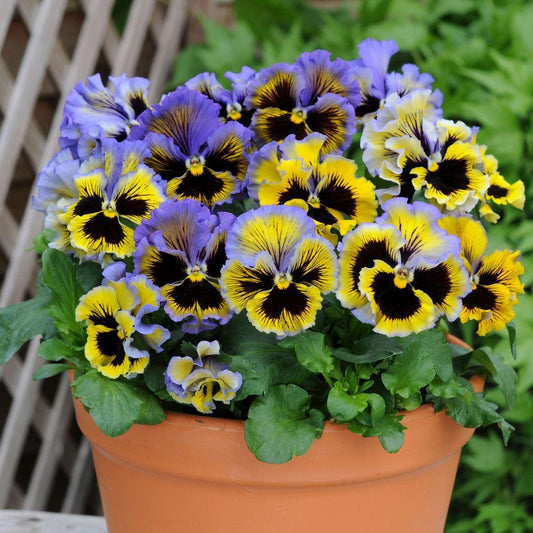 Pansy Frizzle Sizzle Yellow Blue Swirl - View 1 from www redcrocus com
