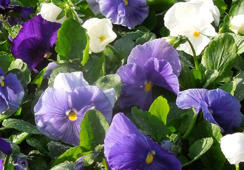 Pansy Delta Pro Cool Water Mix - View 10 from www redcrocus com