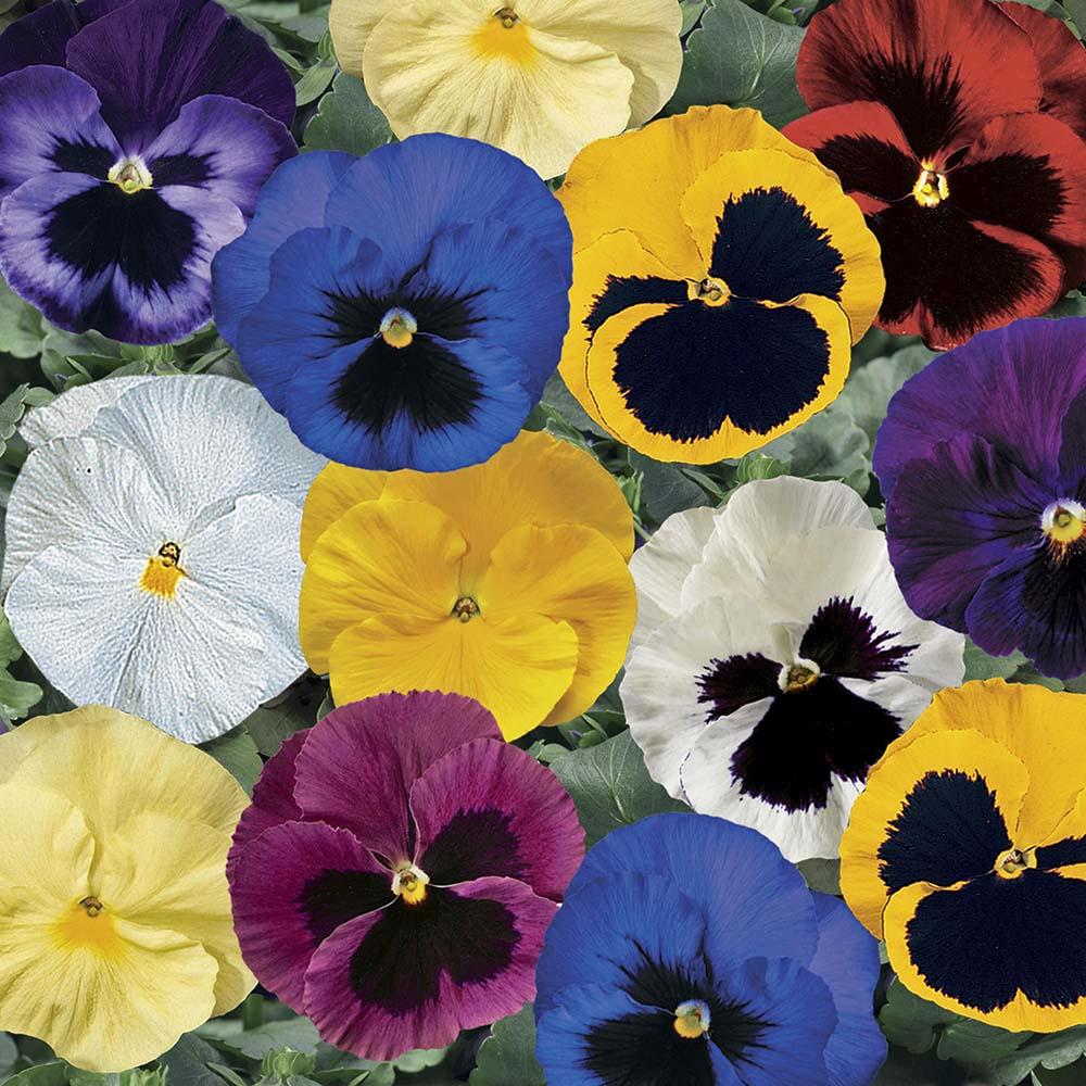 Pansy Delta Pro Cool Water Mix - View 11 from www redcrocus com