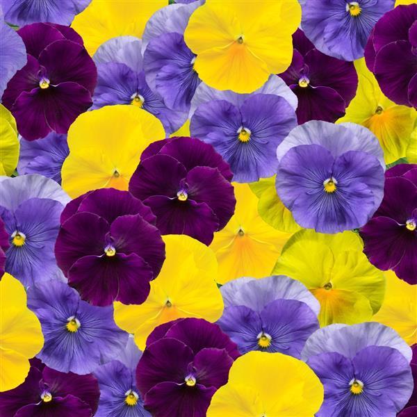 Pansy Delta Pro Cool Water Mix - View 14 from www redcrocus com