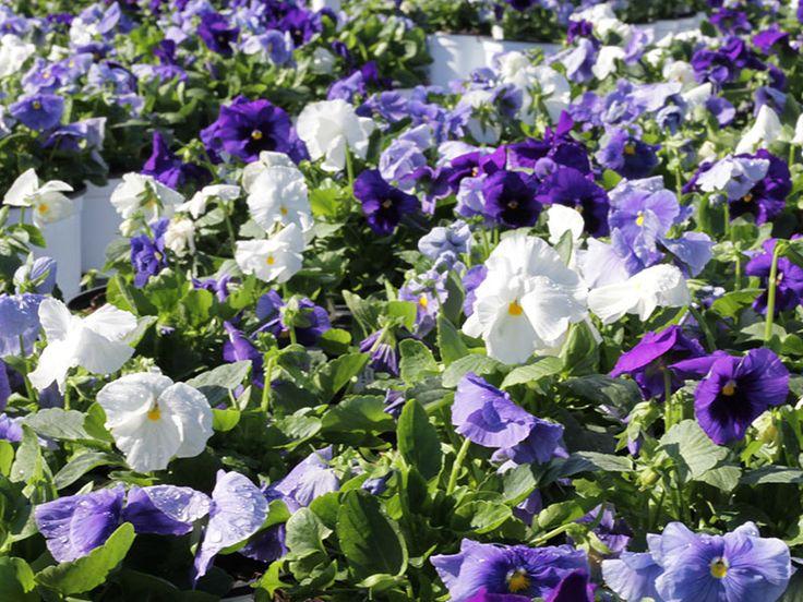 Pansy Delta Pro Cool Water Mix - View 15 from www redcrocus com