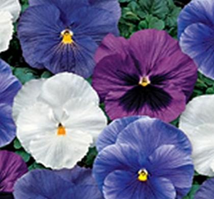 Pansy Delta Pro Cool Water Mix - View 1 from www redcrocus com