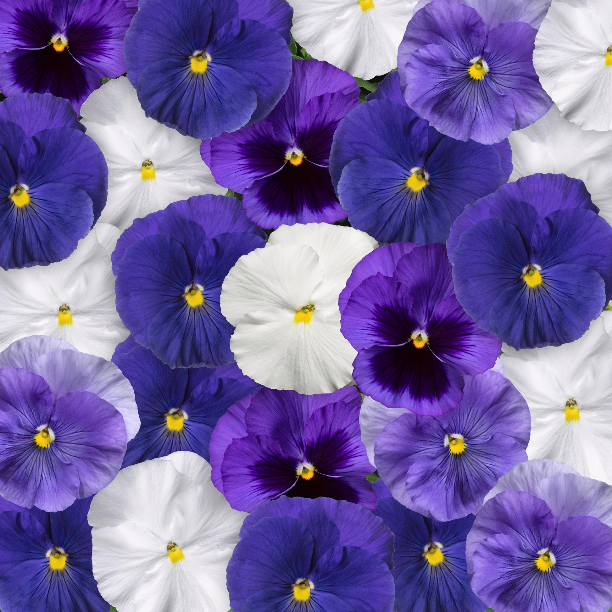 Pansy Delta Pro Cool Water Mix - View 2 from www redcrocus com