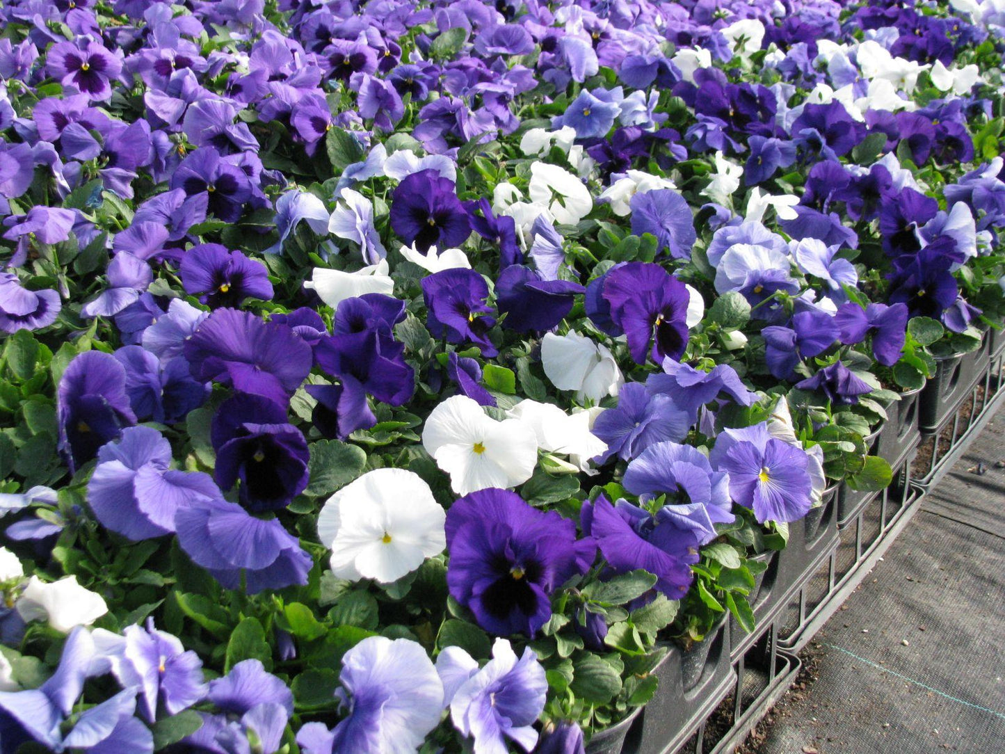 Pansy Delta Pro Cool Water Mix - View 3 from www redcrocus com