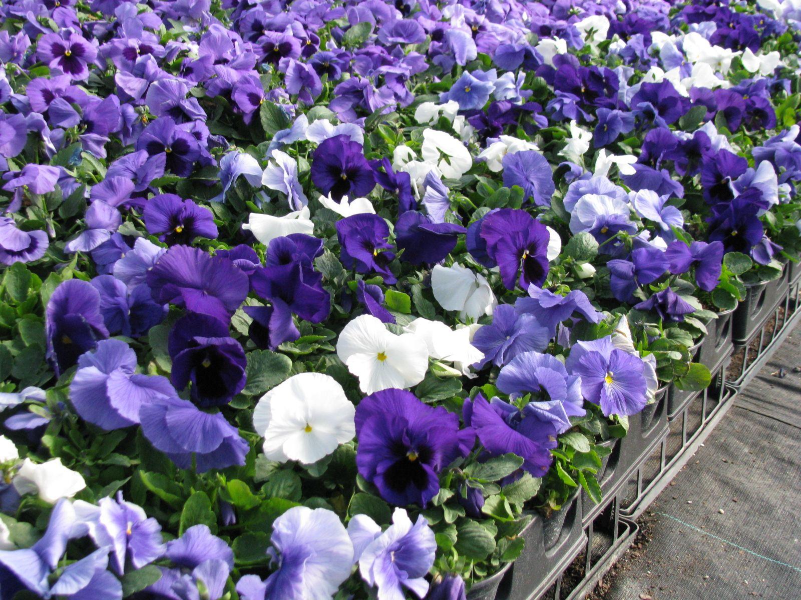 Pansy Delta Pro Cool Water Mix - View 3 from www redcrocus com