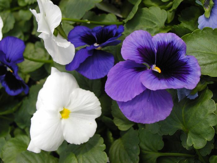 Pansy Delta Pro Cool Water Mix - View 4 from www redcrocus com