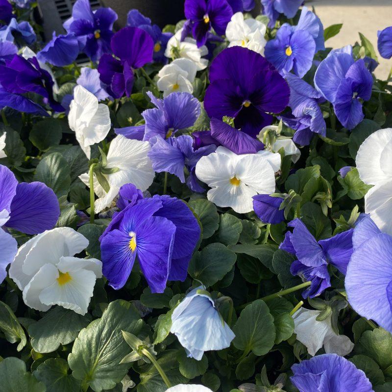 Pansy Delta Pro Cool Water Mix - View 5 from www redcrocus com