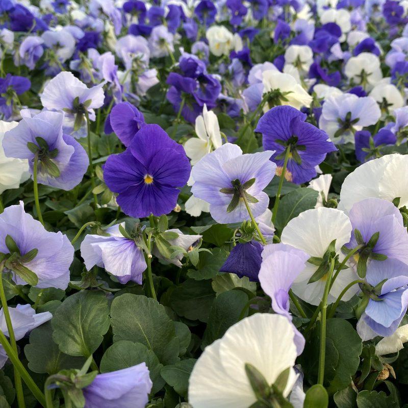 Pansy Delta Pro Cool Water Mix - View 7 from www redcrocus com